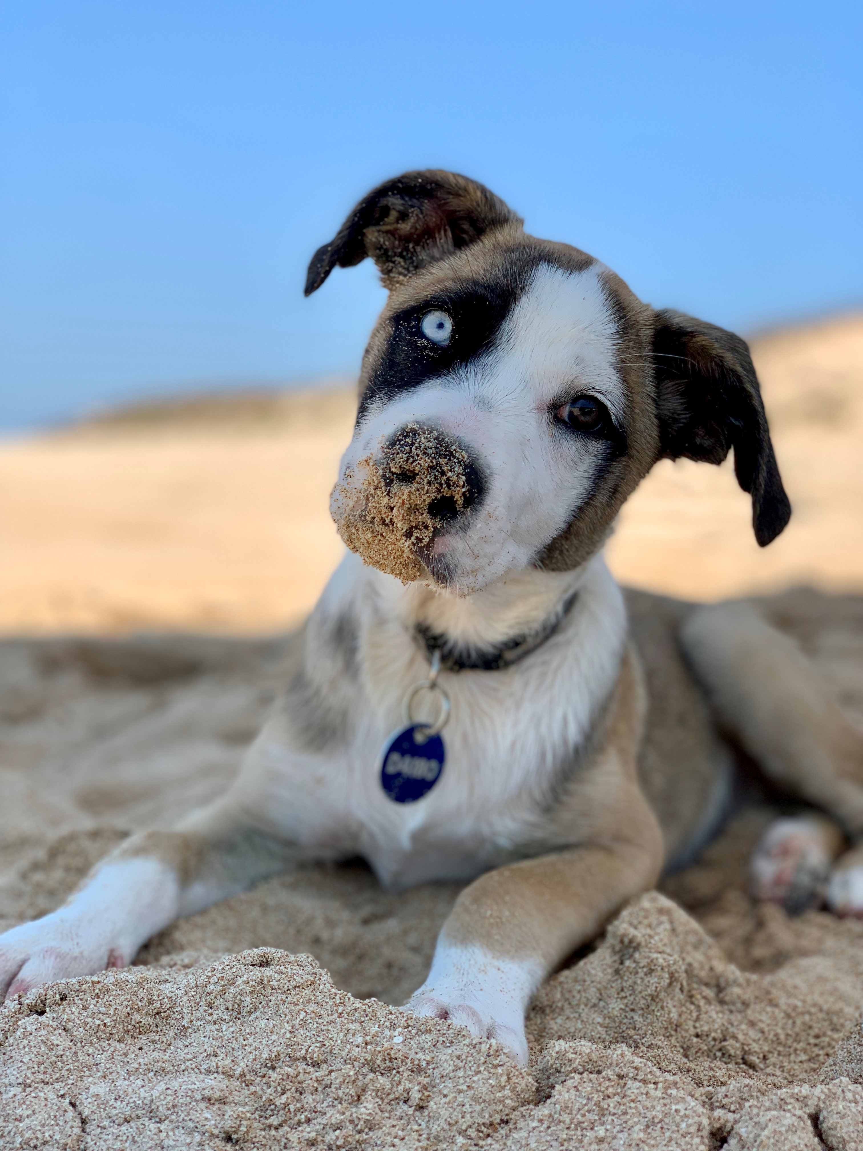 Dog registration City of Karratha